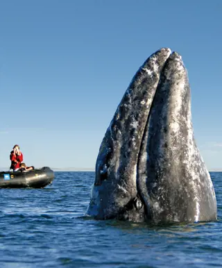 Grauwale beobachten auf Baja California